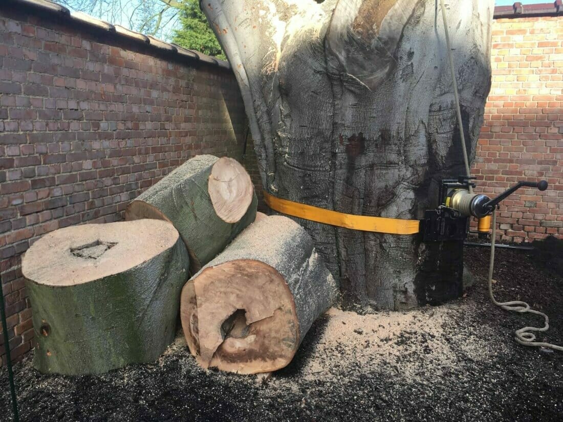 Boom demonteren door middel van het afvangen van zware blokken hout, zodat ze bij het naar beneden komen geen schade maken.