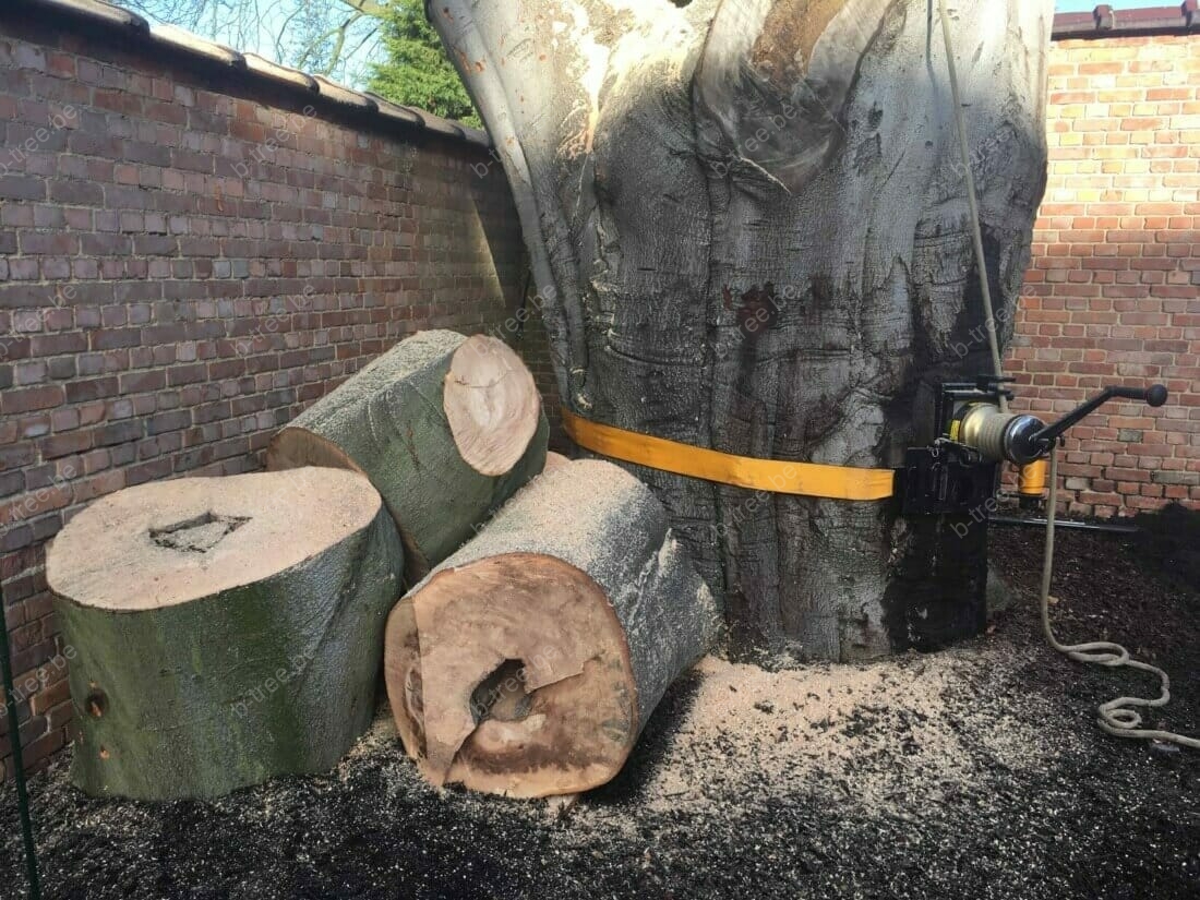 Grote boom vellen in kleine stadstuin te Antwerpen.