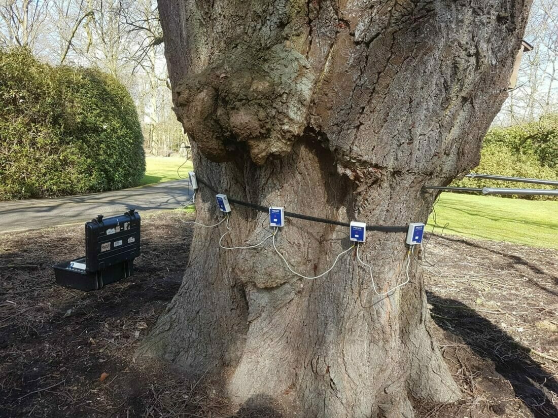 Picus geluidstomografie en trekproef van dezelfde veterane boom (linde) als boomveiligheidscontrole, omdat er met de MTA-controle een zadelzwam (Polyporus squamosus) werd aangetroffen in de holte tussen de twee stamdelen.
