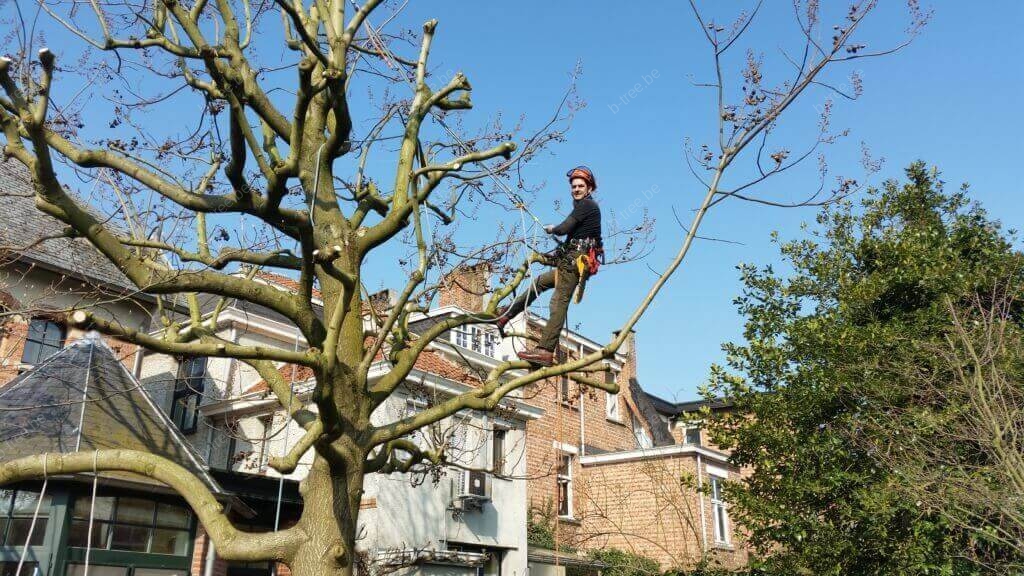 Al klimmend herknotten van een Paulownia tomentosa