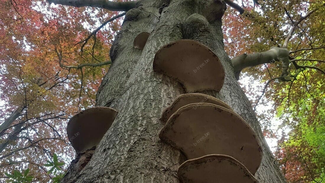 Beuk aangetast door platte of dikrand tonderzwam op de grens tussen Hove en Edegem. Deze boom moet je best vellen, want de schimmel drukt het hout uit elkaar.