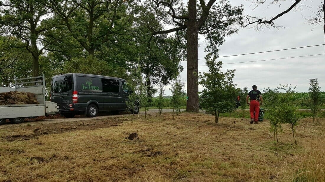 Standplaatsverbetering: het verwijderen van de graszoden rond de bomen