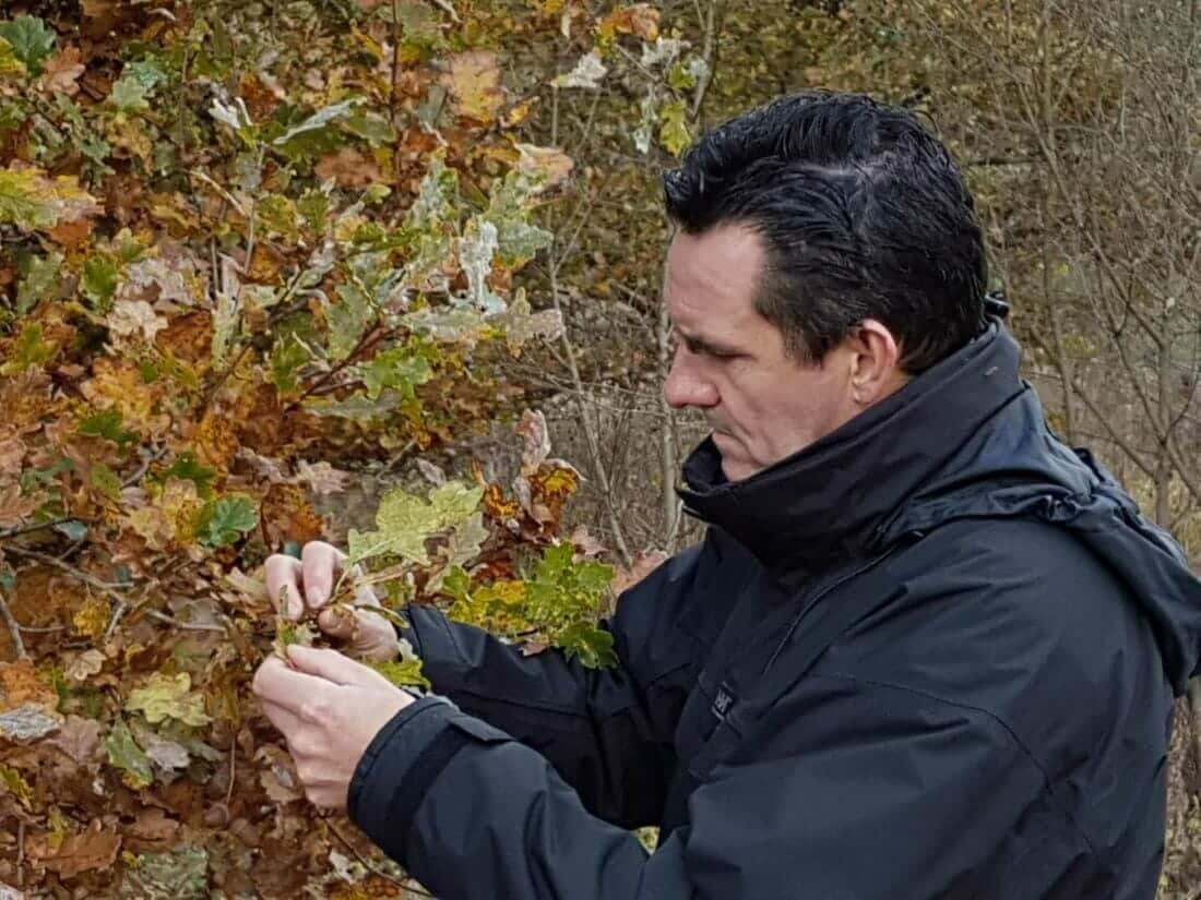 Boomverzorging inspecteert de twijgen en bladeren van een eik.