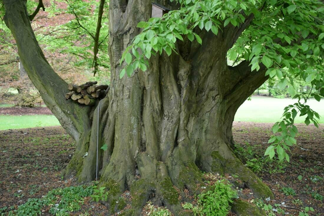 Boombeheerplan met als onderdeel het boombeheer van een veterane boom, namelijk een Carpinus betulus)