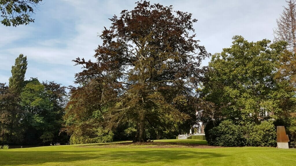 Eindbeeld van de boom na de snoei; uitlichten en kroonreductie van een beuk in een parktuin te Heist-op-den-Berg.