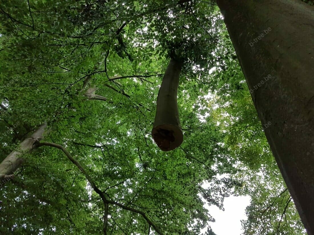 Vellen boom met telescoopkraan: hijsen van de boom