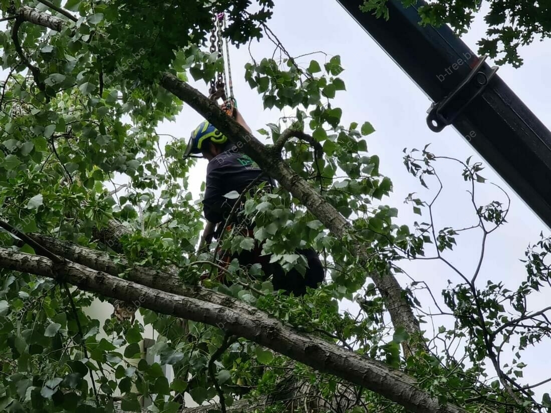 Vastmaken omgewaaide boom aan hijskraan