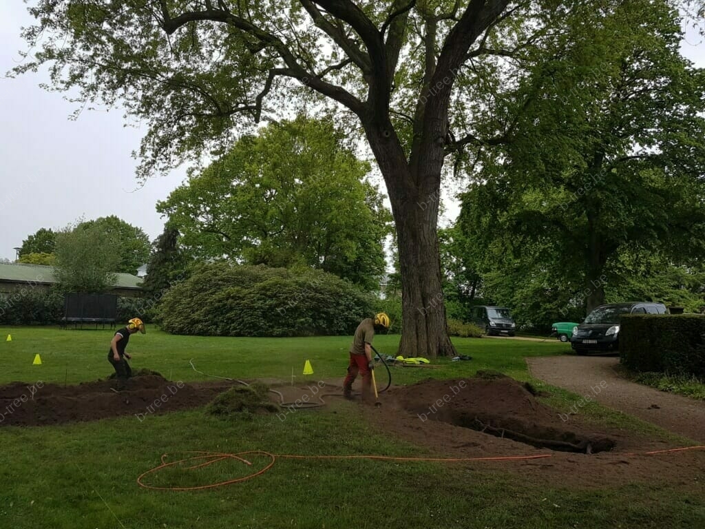 Wortelonderzoek onder leiding van een tree manager bij het individueel beheer van een Acer saccharinum in het kader van een Bomen Effect analyse.