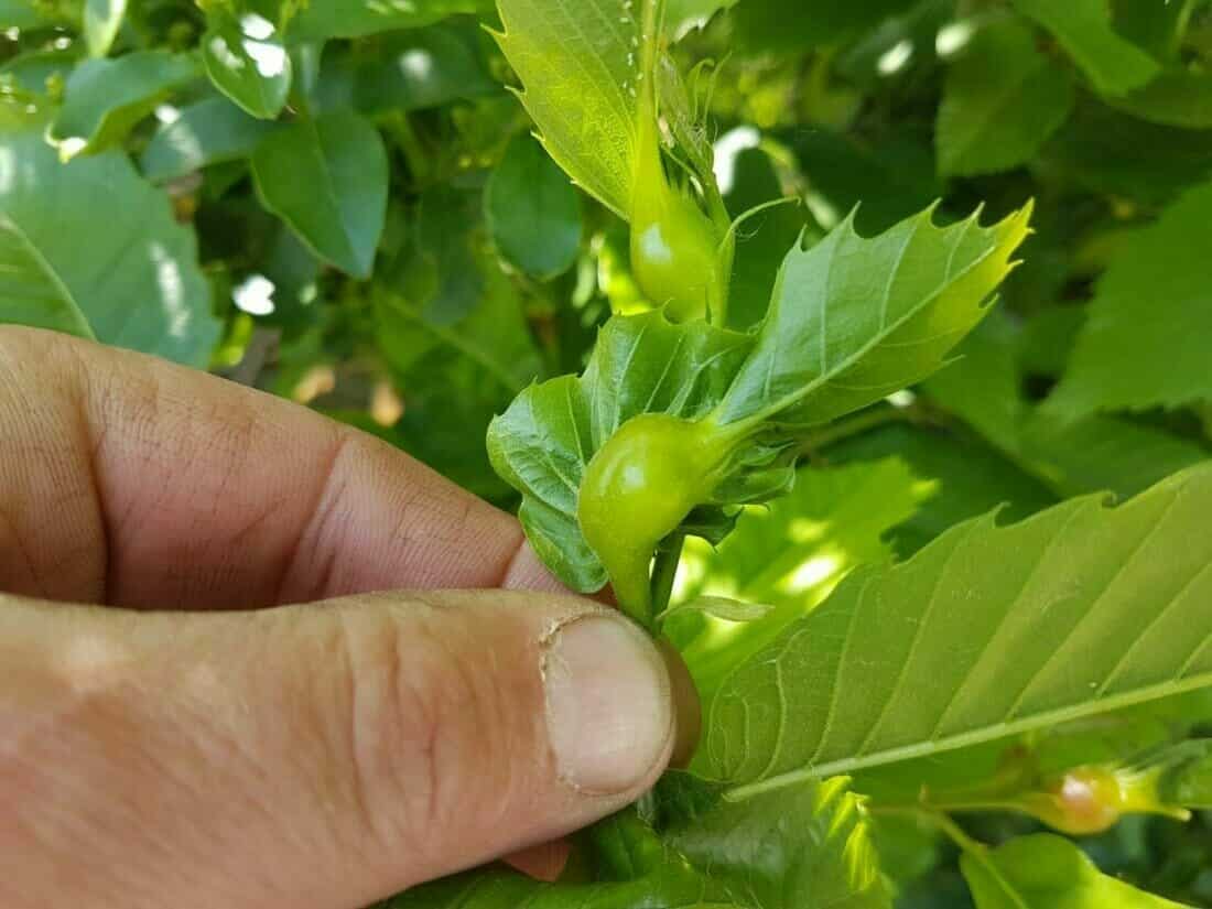 Controle op bladaantasting bij de VTA-controle van een zweedse meelbes.