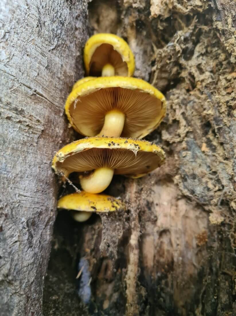 Goudvliesbundelzwam op beuk. Deze paddenstoel is een typische holbewoner. Deze boom te Ekeren moet je best grondig inspecteren.