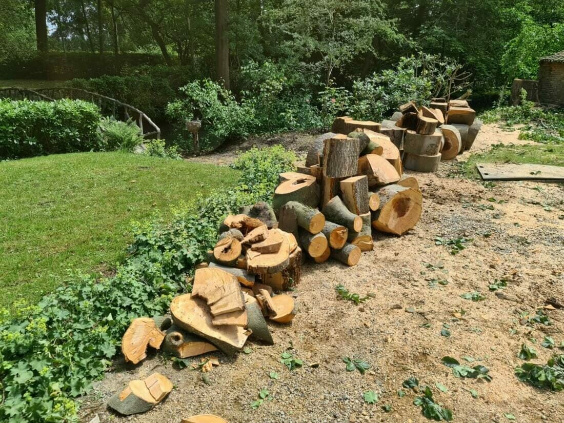 Demonteren en vellen boom te Heist-op-den-Berg. En verzagen van het door honingzwam aangetaste hout van de beuk.