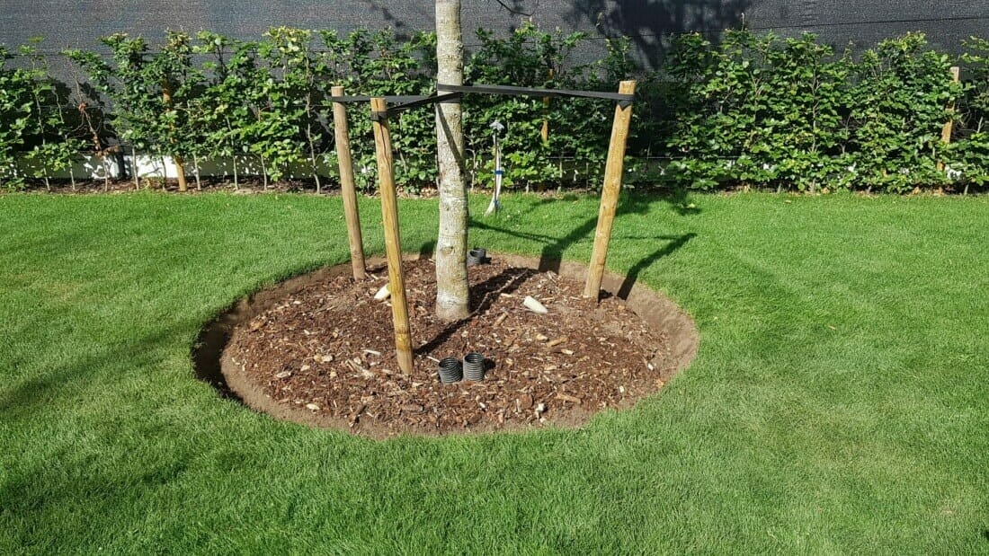 Boom aanplanten met boompalen, als verankering, zodat de nieuwe wortels niet loskomen bij de minste windbelasting en ze in de bodem goed kunnen vergroeien.