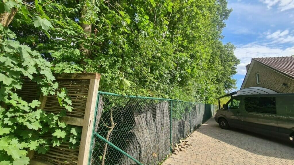 Boomverzorging, bomenrij met overhangende takken gesnoeid