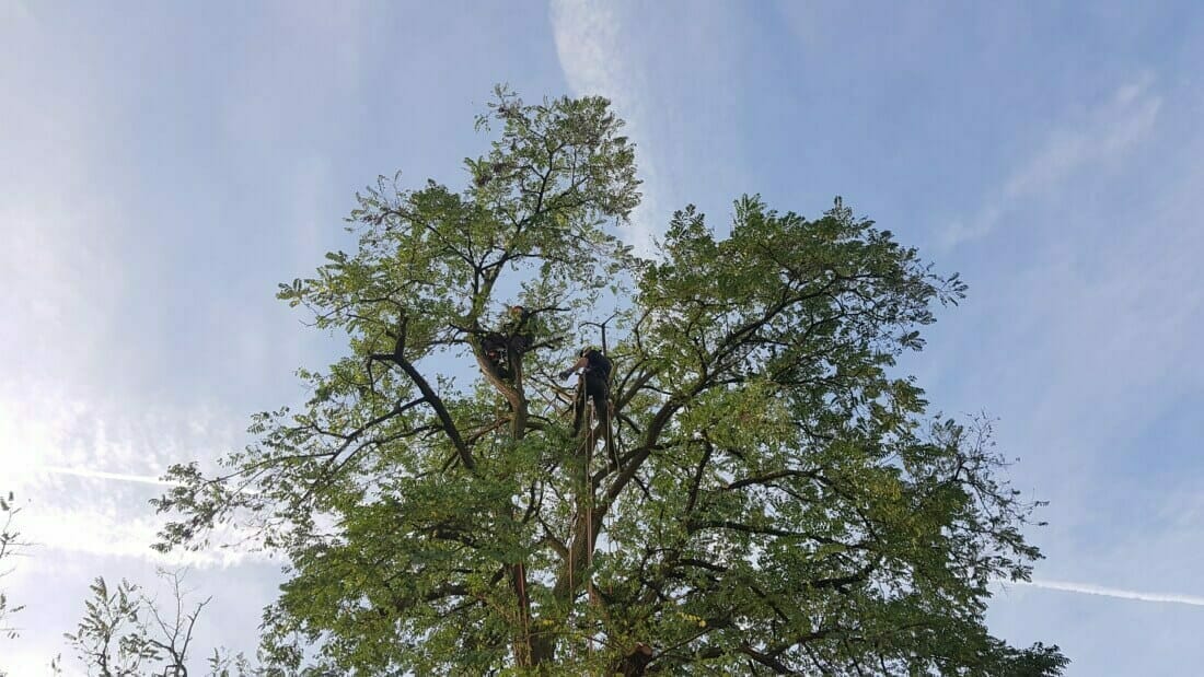 Twee klimmende boomverzorgers van b-Tree boomverzorging boven in de kruin van een boom tijdens het snoeien.