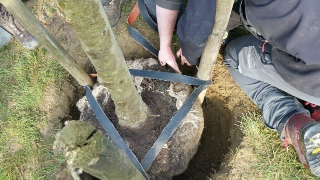 Plaatsen van de kluitboom in het plantgat en verankeren van de kluit.