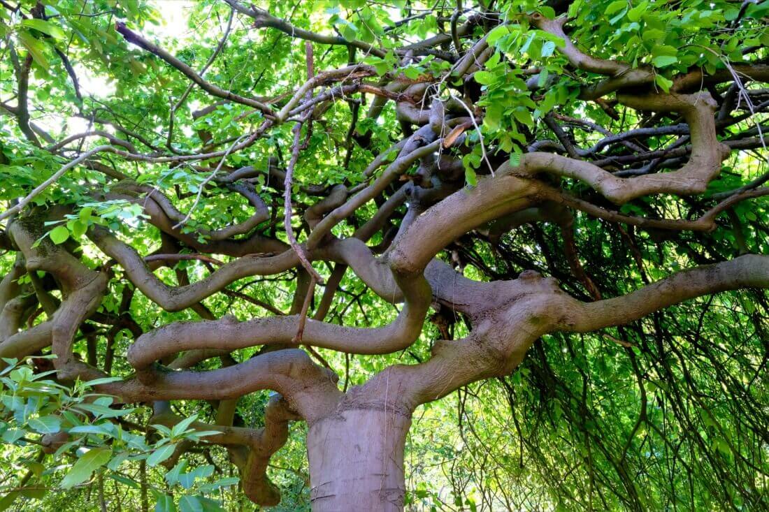 Kronkelbeuk in beheer door boomverzorgers van b-Tree