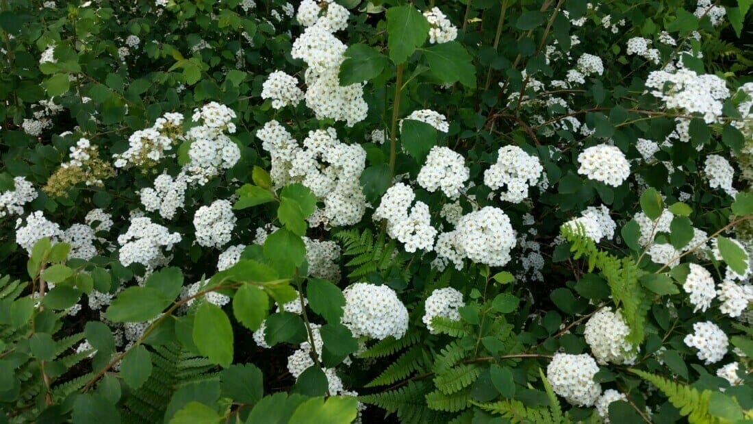 Detail van borderbeplanting in bloemrijke border.