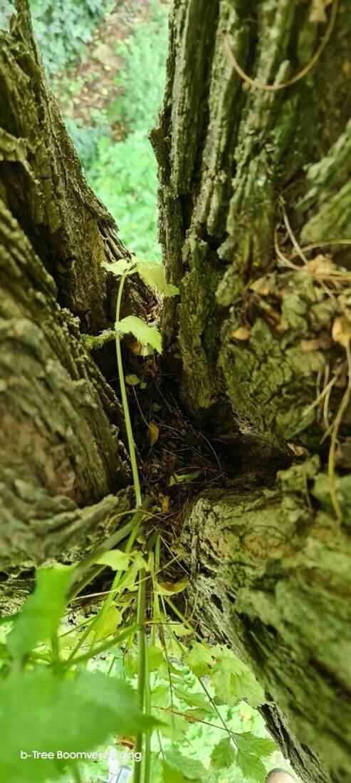 Inspectie van de oksel van de Robinia pseudoacacia voor het juiste boomadvies.