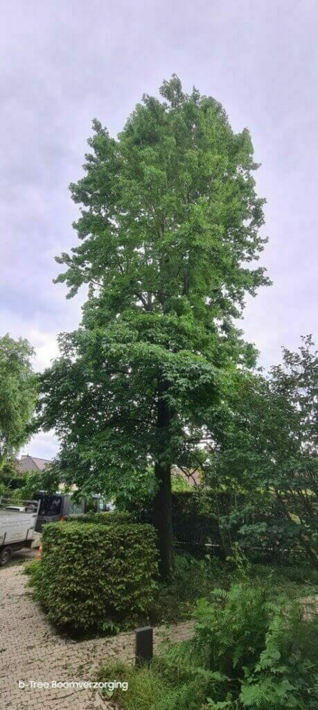 Einbeeld na snoeien boom te Heist-op-den-Berg.
