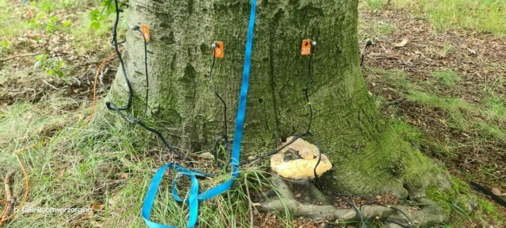 Boomadvies voor bomen met een schimmelaantasting.