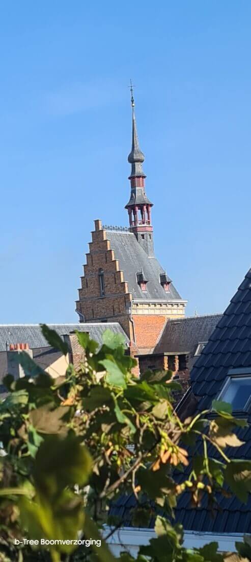 Sfeerbeeld met zicht op een kerk te Antwerpen centrum van tijdens het snoeien van de boom.
