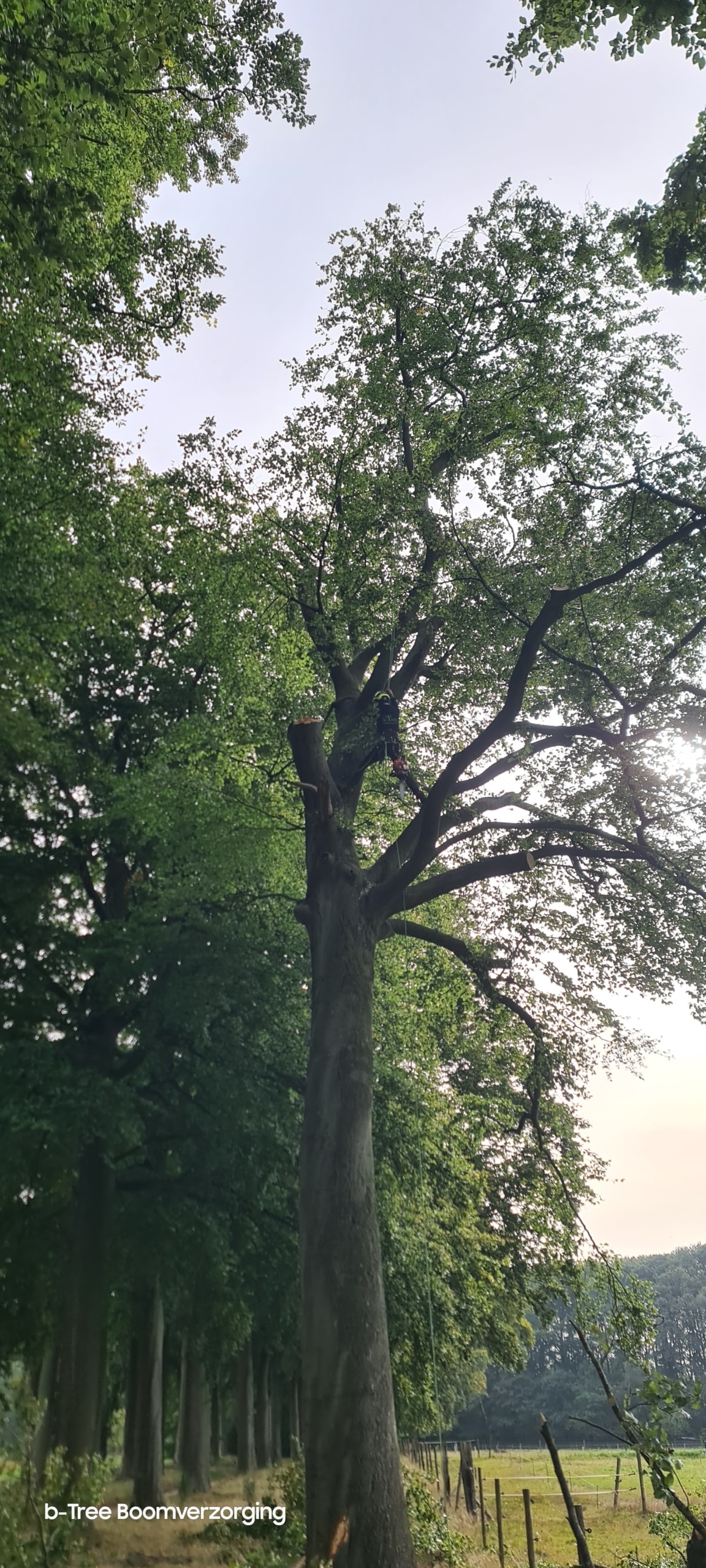 Eindbeeld van de zwaar gesnoeide beuk, omwille van zijn aantasting in de stamvoet. Op deze manier is de boom terug veilig en kan deze nog jaren behouden blijven. Dat is de echte bedoeling van goede boomverzorging.