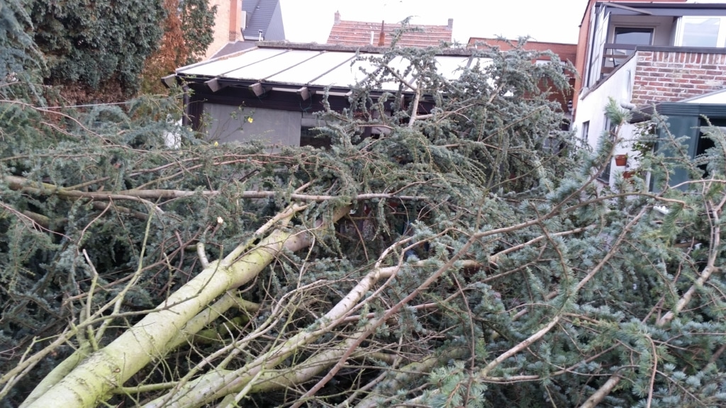 Schade door boom op veranda en tuinmuurtje buren