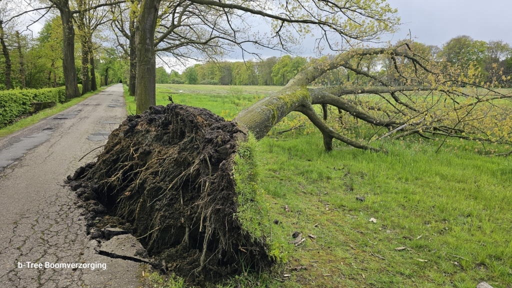 Stormschade door ontwortelde boom