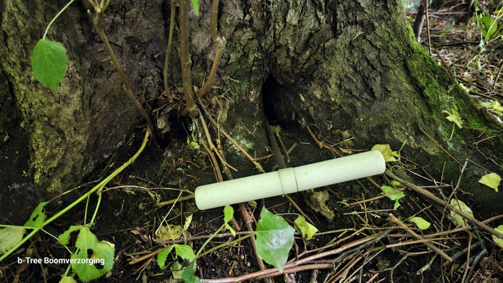 Inspectie van de stamvoet van een lindeboom met prikstok, tijdens het maken van een bomentoest