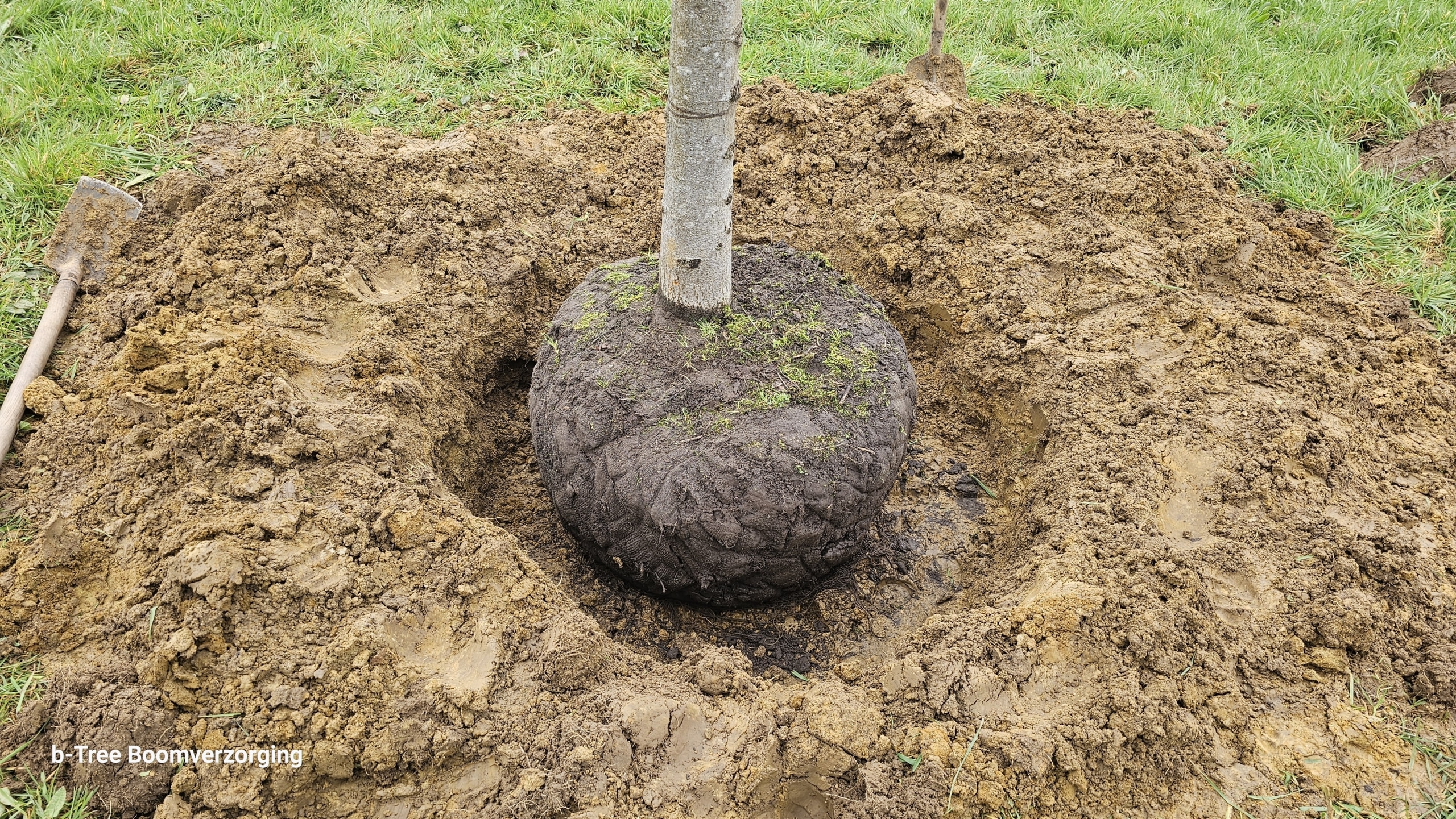 Planten van een grote boom in een ruim plangat met daarrond goed losgemaakte grond.